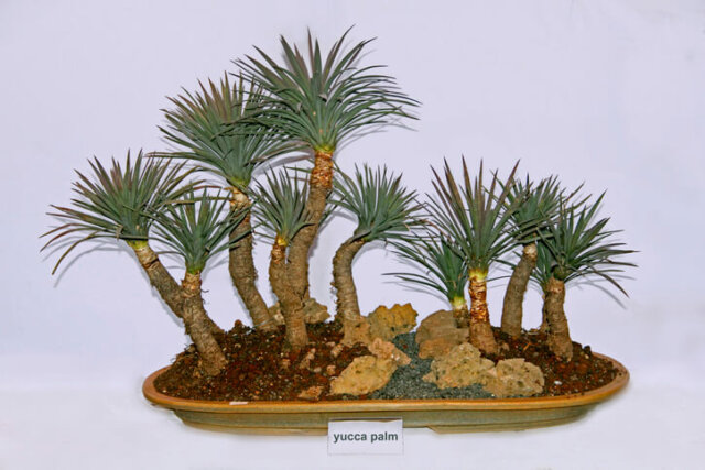 Yucca (Palmlilie) - so gelingt die Erziehung als Bonsai!