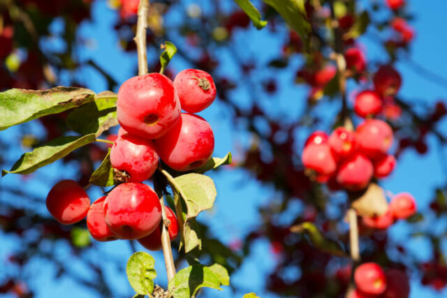 Zierapfel - Erziehung zum Hochstamm